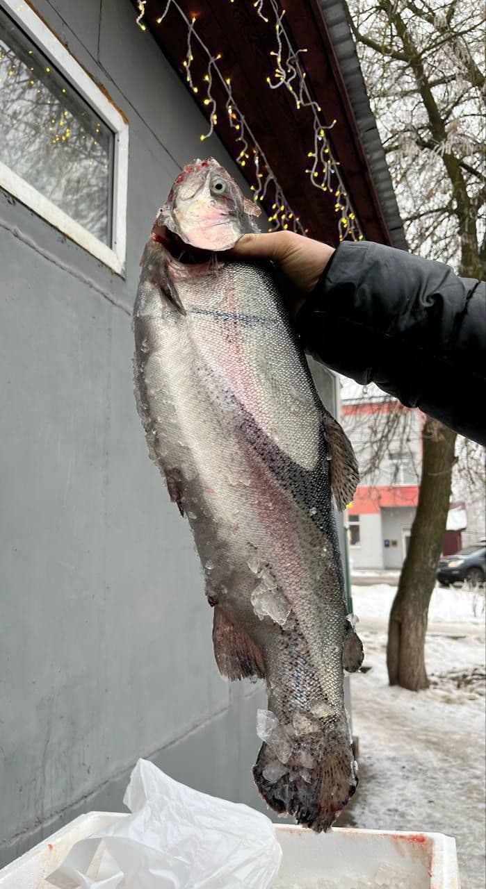 Форель охлажденная Мурманск