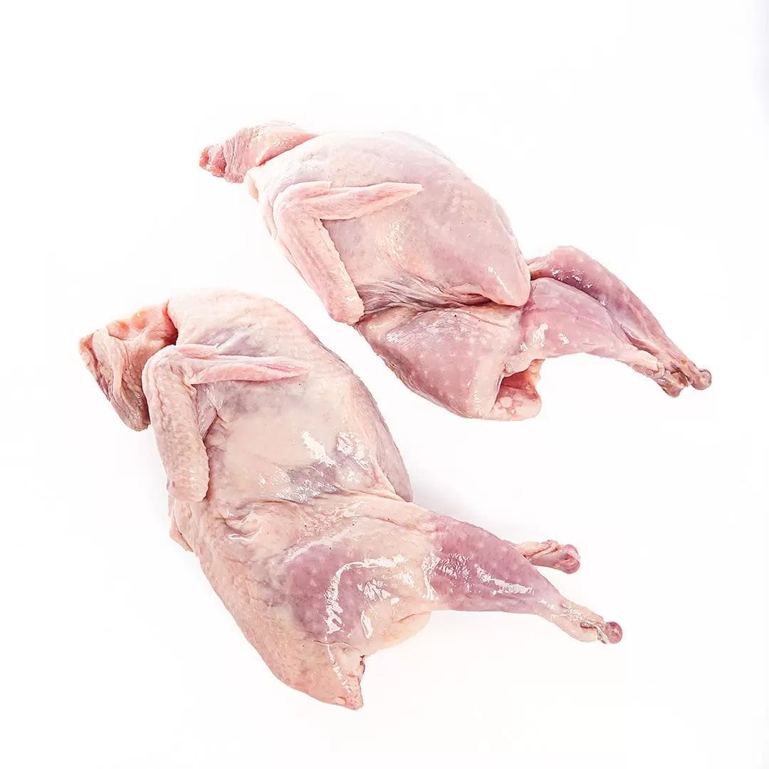 Перепелка домашняя